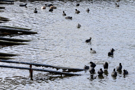 Варна - белочели водни кокошки