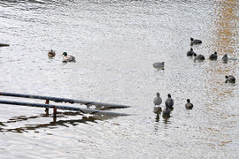 Варна - белочели водни кокошки