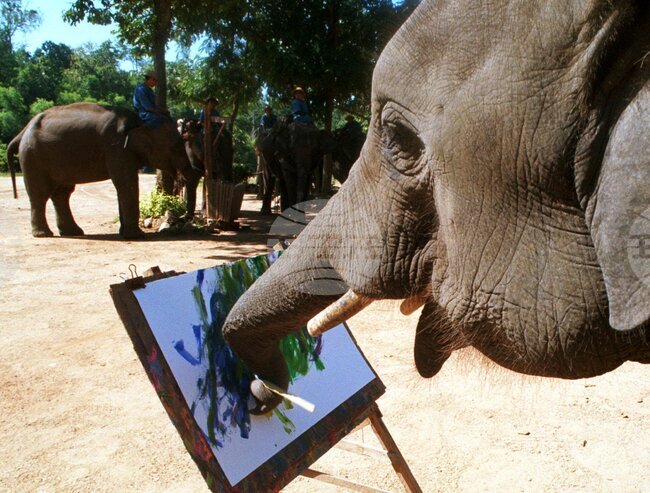 Преди 25 години в Индия е открита художествена академия за слонове като част от проект за тяхното опазване