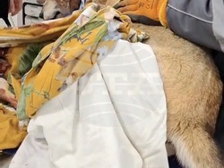 Снимка: Община Русе