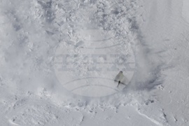 Рила планина - скиор - лавина