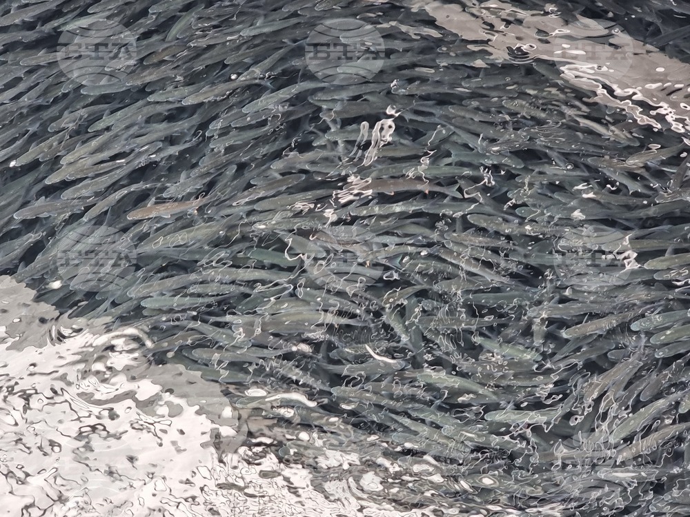 Хиляди екземпляри от вида илария изплуваха на брега на рибарското пристанище в Несебър