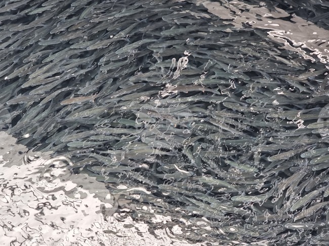 Хиляди екземпляри от вида илария изплуваха на брега на рибарското пристанище в Несебър