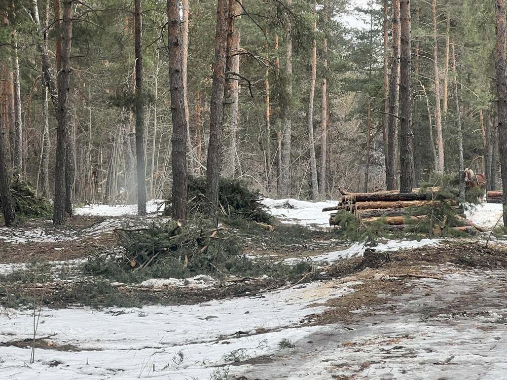 Ще бъдат премахнати опасни и паднали дървета в община Самоков