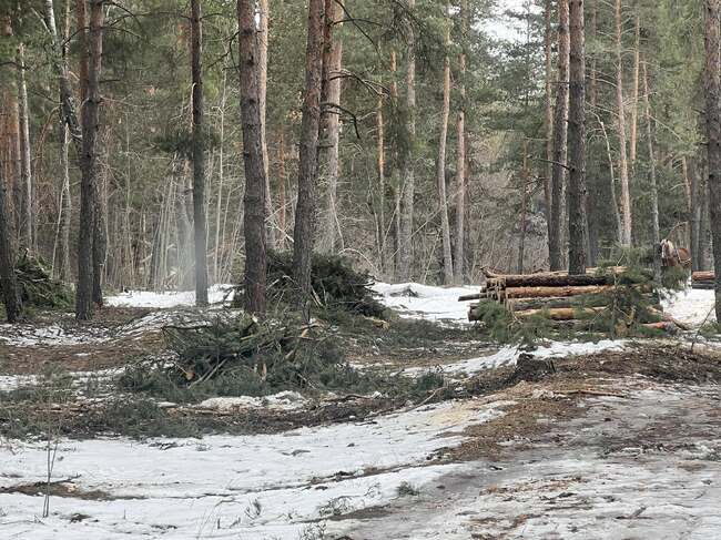 Ще бъдат премахнати опасни и паднали дървета в община Самоков