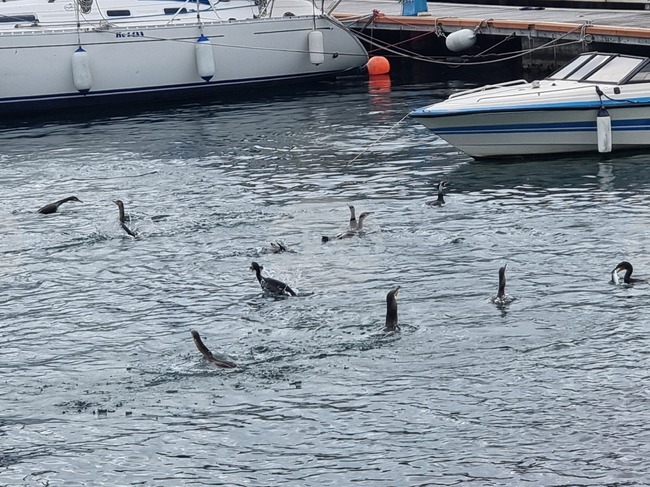Спасен е мъж, отнесен от вятъра с падълборд в Несебърския залив