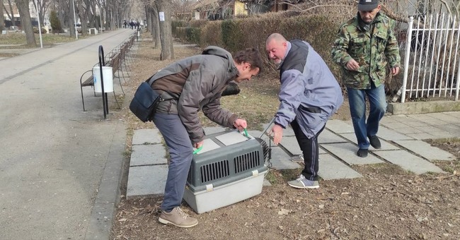 Общо 22 безстопанствени кучета са осиновени от "Общински приют за кучета“ към Община Видин през 2024 година 