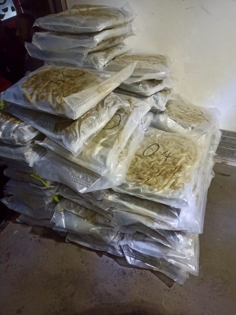 Окръжна прокуратура – Пловдив привлече като обвиняеми и задържа трима мъже за държане с цел разпространение на марихуана за над 4 млн. лева