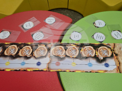 Петрич - Трети март - открит урок