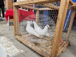 Село Райово - 1 март - Баба Марта