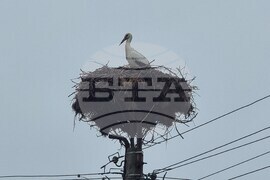 Село Подкрепа - щъркели