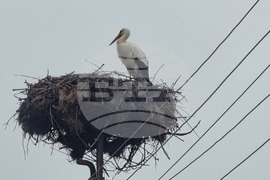Село Подкрепа - щъркели