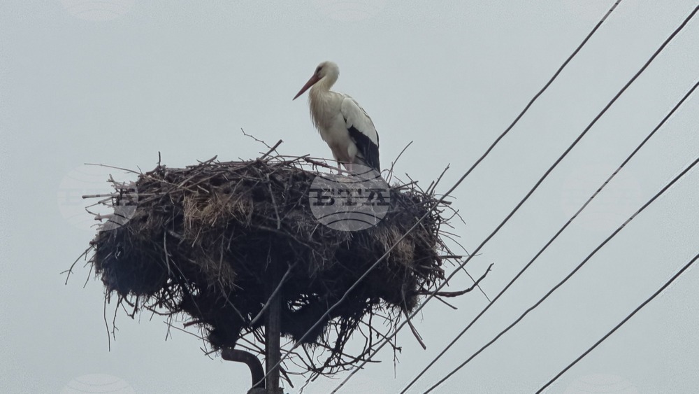 Село Подкрепа - щъркели