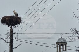 Село Подкрепа - щъркели
