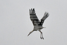 Село Подкрепа - щъркели