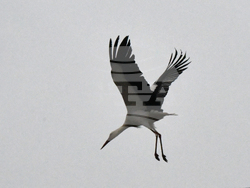 Село Подкрепа - щъркели