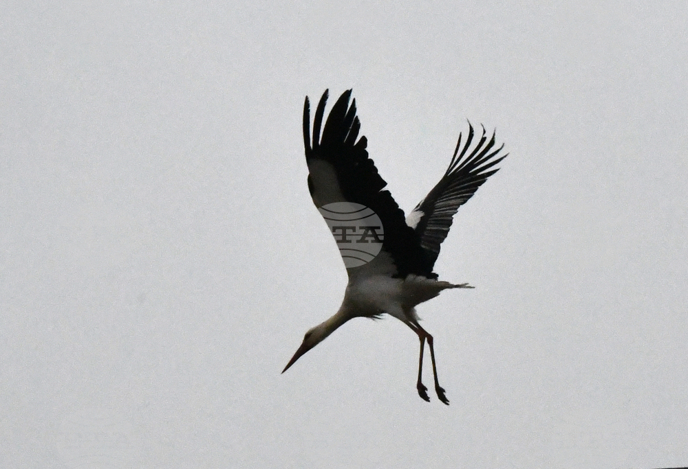Първите щъркели долетяха в хасковското село Подкрепа