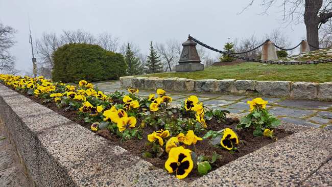 В навечерието на Националния празник засадиха стотици цветя на Бунарджика в Пловдив