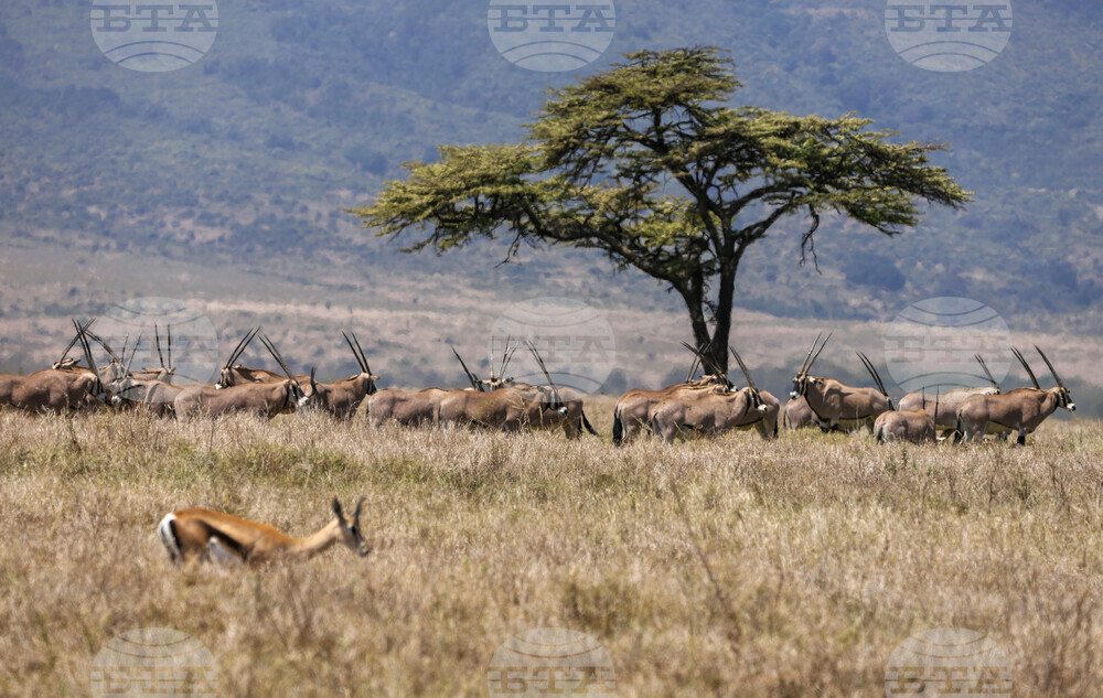 Kenya World Wildlife Day