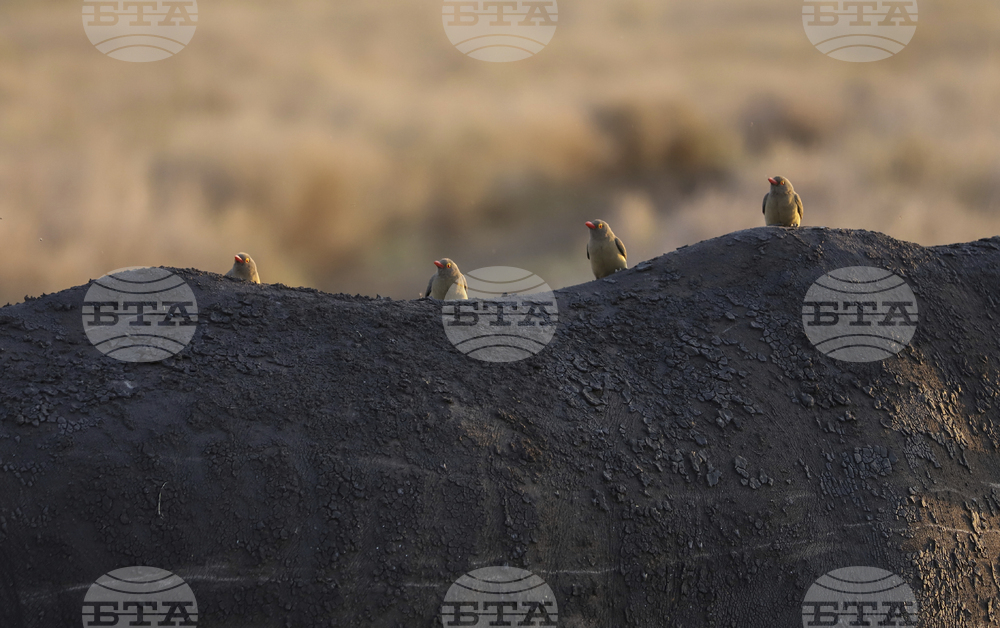 Kenya World Wildlife Day