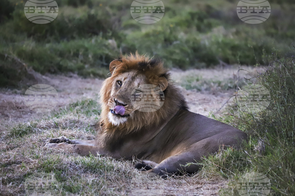 Kenya World Wildlife Day