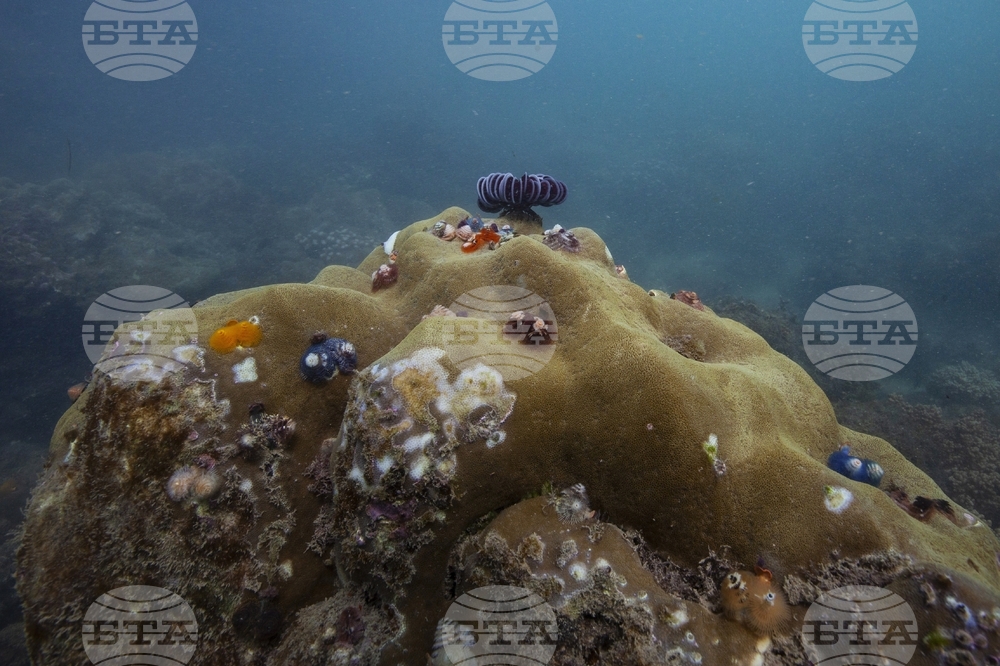 Climate Vietnam Coral Reefs