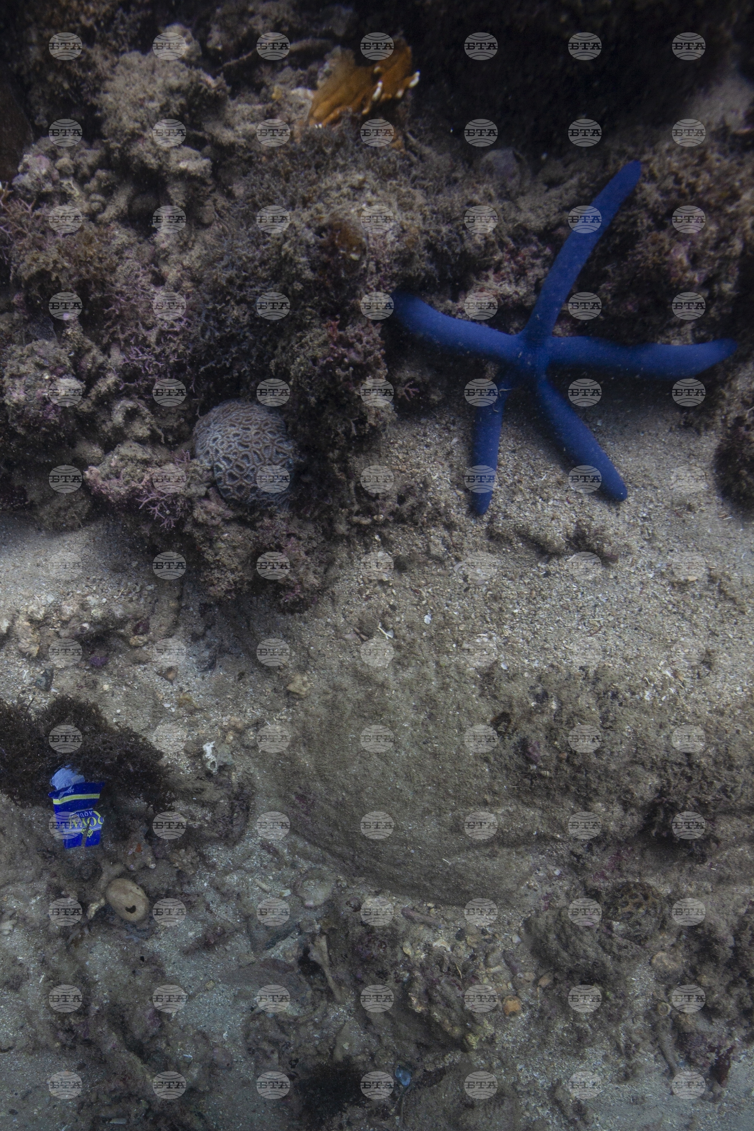 Climate Vietnam Coral Reefs