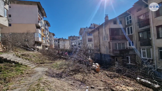 Изсичането на дървета в междублоково пространство в Смолян предизвика недоволство, от Общината обясниха, че се действа по искане на жители