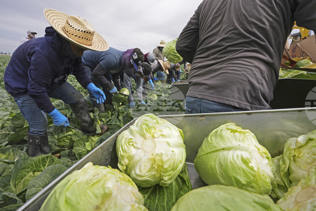 Учени откриха ген, свързан със заболяване при кръстоцветните растения 