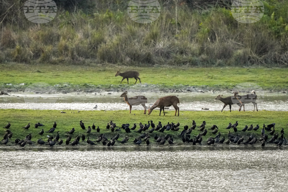 Наблюдението на дивите животни от космоса ще бъде възобновено след тригодишно прекъсване