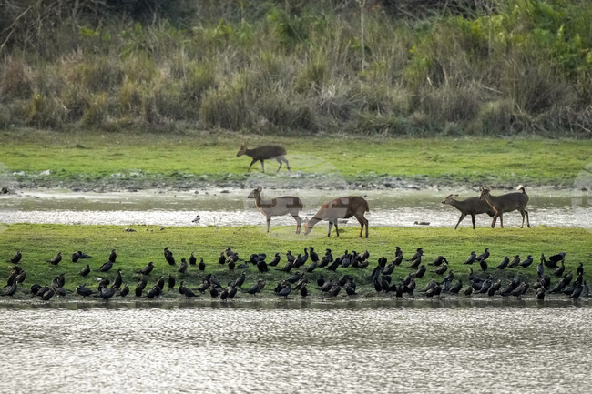 Наблюдението на дивите животни от космоса ще бъде възобновено след тригодишно прекъсване