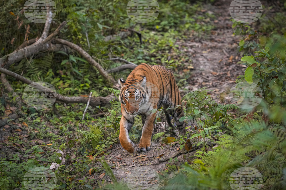 Непал даде старт на мащабно преброяване на дивите тигри 