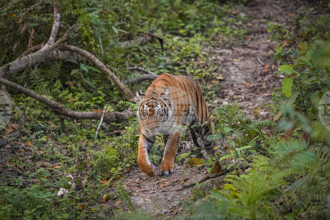 Непал даде старт на мащабно преброяване на дивите тигри 