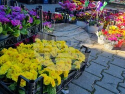 Снимка: Община Асеновград