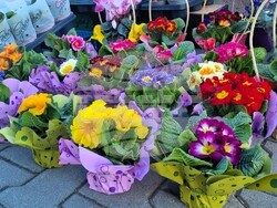 Снимка: Община Асеновград