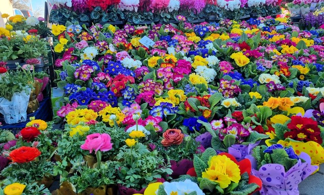 Феерия от цветове на пазара в Асеновград