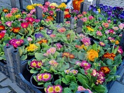 Снимка: Община Асеновград