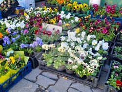 Снимка: Община Асеновград