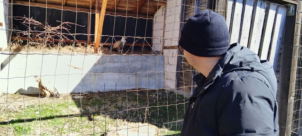 Ветеринарният лекар д-р Емил Киров спаси отровени лешояди в Симитли
