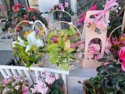 Перник - осми март - цветя