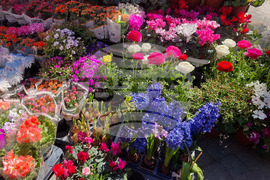 Турция - Анкара - търговия - цветя