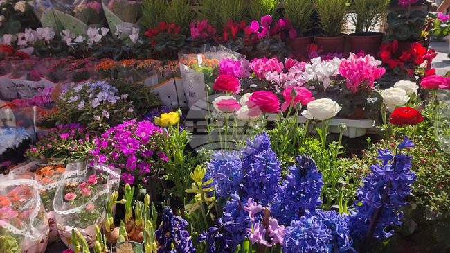 Antalya Exports 80 Mln Flower Stems for March 8 to 35 Countries, Bulgaria Among Top Five Destinations