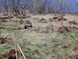 Враца - кампания „Зелена Враца“ - залесяване