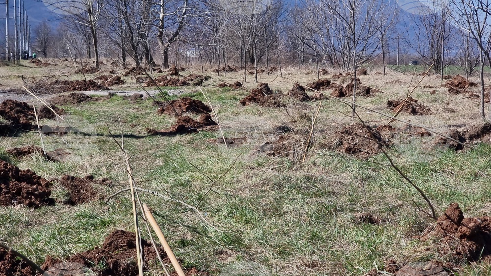 Общо 500 хиляди фиданки ще засадят по време на Седмицата на гората служителите от ЮЗДП по повод стогодишнината на инициативата