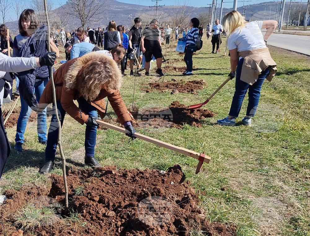 Над 500 фиданки ще бъдат посадени утре във Враца, в кампанията могат да се включат всички желаещи, обявиха от Общината