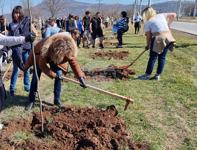 Над 500 фиданки ще бъдат посадени утре във Враца, в кампанията могат да се включат всички желаещи, обявиха от Общината