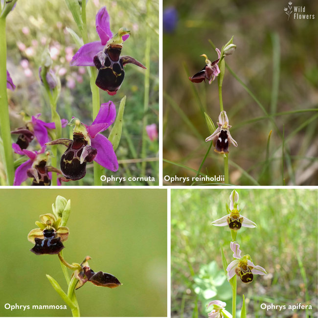 Бъдете сигурни, че купувате орхидеи от доказан разсадник, а дивите "улавяйте" само с камера, призовават от фондация "Биоразнообразие"