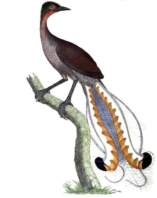 Птиците лири са находчиви фермери