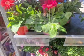 Пазарджик - Международен ден на жената - отбелязване