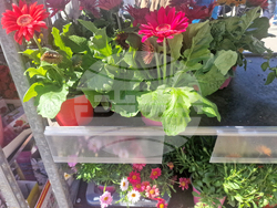 Пазарджик - Международен ден на жената - отбелязване